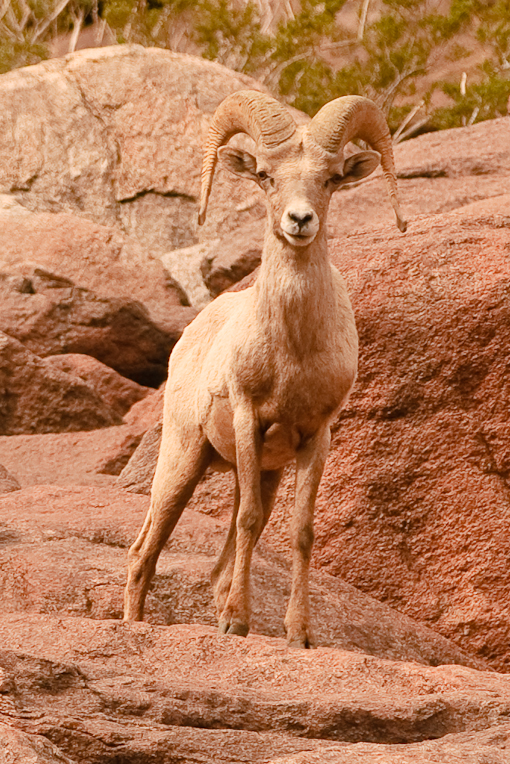 Desert Bighorn Sheep-6001 - UNTITLED ©2010 Dan Stevenson